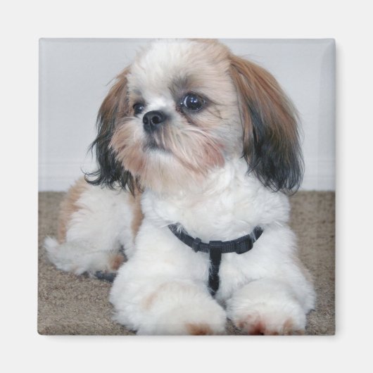 Shih Tzu Magnet (Vorne)