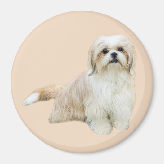 Shih Tzu Magnet (Vorne)