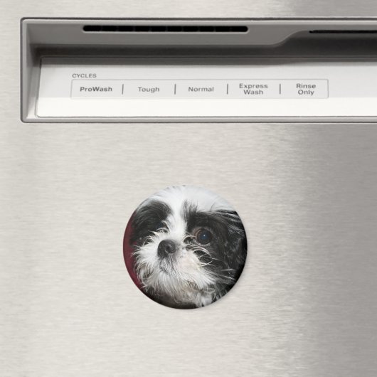 Shih Tzu Magnet (In Situ (Geschirrspüler))