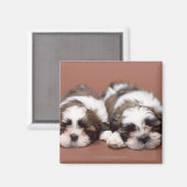 Shih Tzu Magnet (Vorderseite/Rückseite)