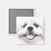 shih tzu magnet (Vorderseite/Rückseite)