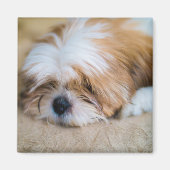 Shih Tzu Magnet (Vorne)
