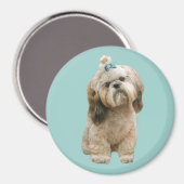 Shih Tzu Magnet (Vorderseite/Rückseite)
