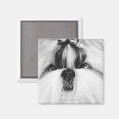 Shih Tzu Magnet (Vorderseite/Rückseite)