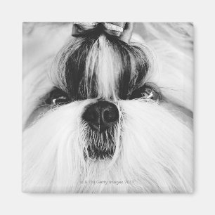 Shih Tzu Magnet