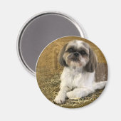 Shih Tzu Magnet 2 (Vorderseite/Rückseite)