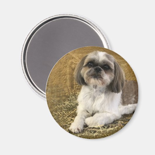 Shih Tzu Magnet 2 (Vorderseite/Rückseite)