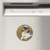 Shih Tzu Magnet 2 (In Situ (Geschirrspüler))