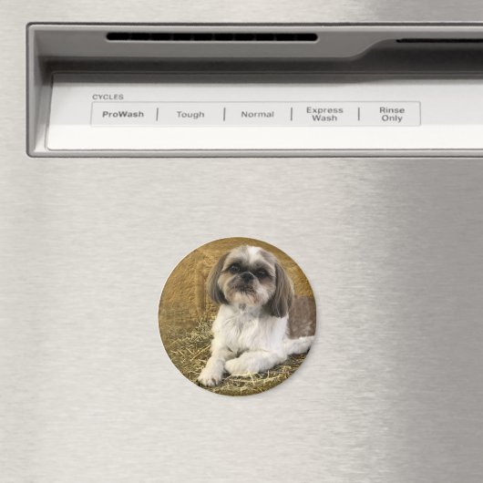 Shih Tzu Magnet 2 (In Situ (Geschirrspüler))