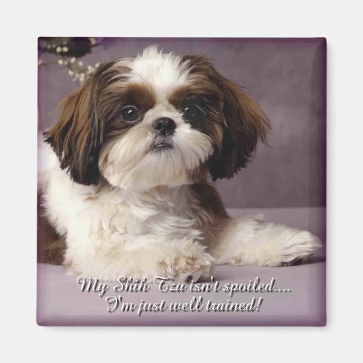 Shih-Tzu Magnet 2 (Vorne)