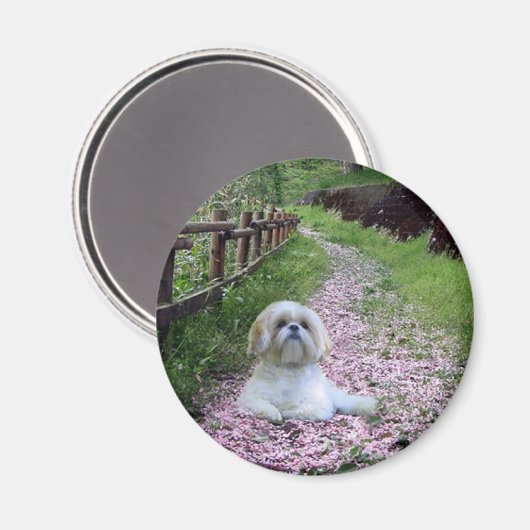 Shih Tzu Magnet Purple Flowers (Vorderseite/Rückseite)