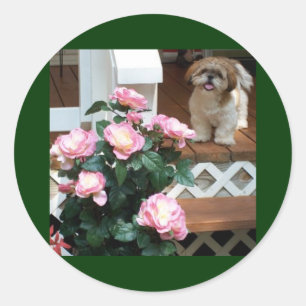 Shih Tzu mit Frühlings-Blumen Runder Aufkleber