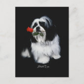 Shih Tzu mit Rose Postkarte (Vorderseite)