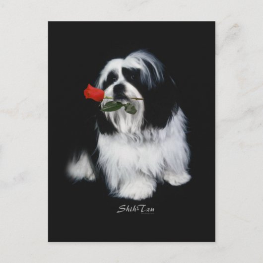 Shih Tzu mit Rose Postkarte (Vorderseite)