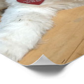 Shih Tzu mix heißt Liz Poster (Ecke)