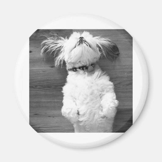 Shih Tzu Nickerchen Magnet (Vorne)