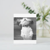 Shih Tzu Nickerchen Postkarte (Stehend Vorderseite)