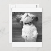 Shih Tzu Nickerchen Postkarte (Vorne/Hinten)