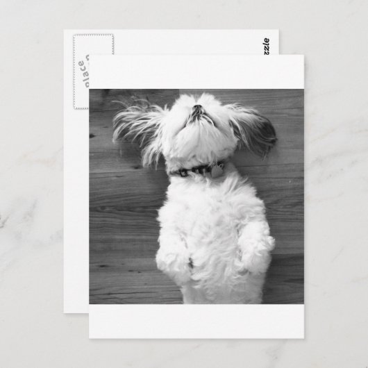 Shih Tzu Nickerchen Postkarte (Vorne/Hinten)