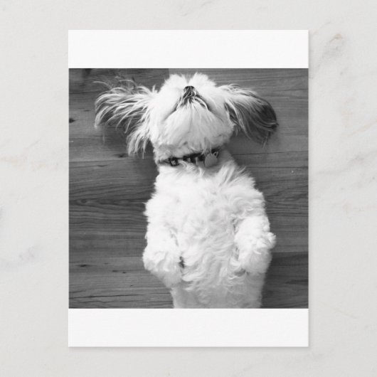 Shih Tzu Nickerchen Postkarte (Vorderseite)