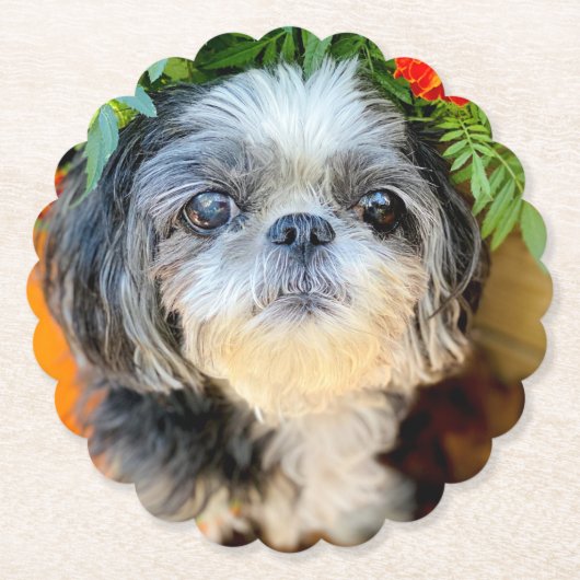 Shih Tzu Paper-Untersetzer Untersetzer (Vorderseite)