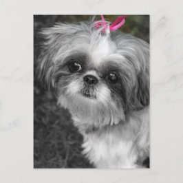 Shih Tzu Post Card Postkarte