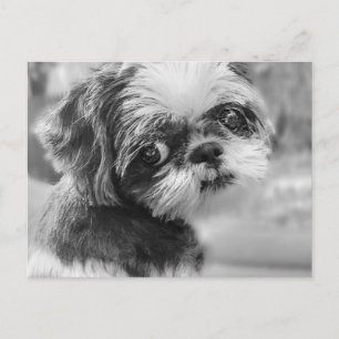 Shih Tzu Postcard Feiertagspostkarte