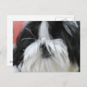 Shih Tzu Postcard Postkarte (Vorne/Hinten)