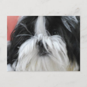 Shih Tzu Postcard Postkarte