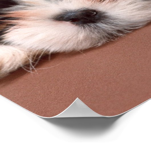 Shih Tzu Poster (Ecke)