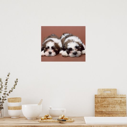 Shih Tzu Poster (Küche)