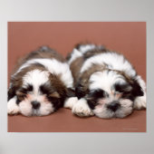 Shih Tzu Poster (Vorne)
