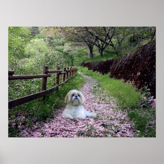 Shih Tzu Poster Purple Flowers (Vorne)