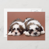 Shih Tzu Postkarte (Vorne/Hinten)
