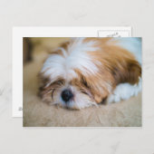 Shih Tzu Postkarte (Vorne/Hinten)