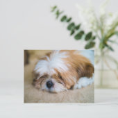 Shih Tzu Postkarte (Stehend Vorderseite)