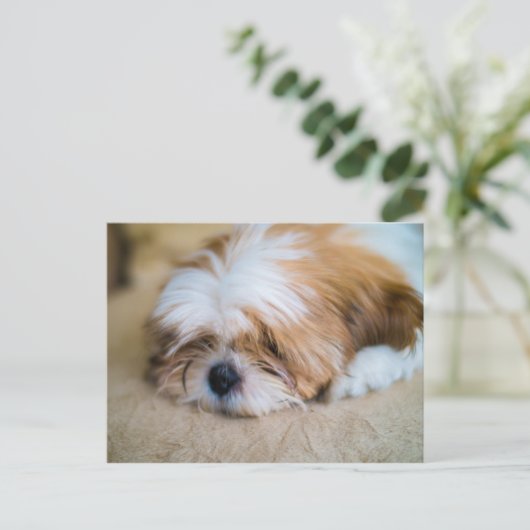 Shih Tzu Postkarte (Stehend Vorderseite)