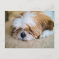 Shih Tzu