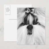 Shih Tzu Postkarte (Vorne/Hinten)