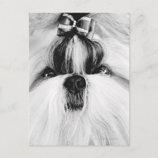 Shih Tzu Postkarte (Vorderseite)