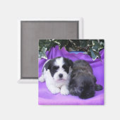 Shih Tzu Puppies Magnet (Vorderseite/Rückseite)