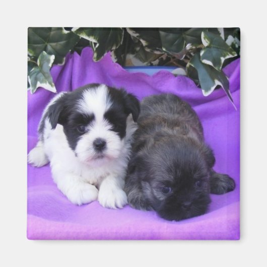 Shih Tzu Puppies Magnet (Vorne)