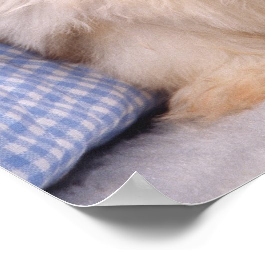 Shih Tzu puppies under a checked blanket Poster (Ecke)