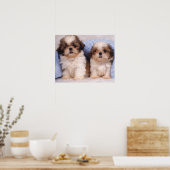 Shih Tzu puppies under a checked blanket Poster (Küche)