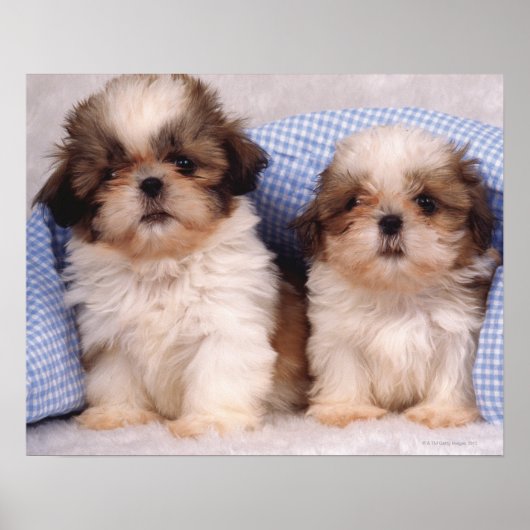 Shih Tzu puppies under a checked blanket Poster (Vorne)