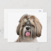 Shih Tzu Puppy Dog - Hallo Liebe, Denken Sie an Si Postkarte (Vorne/Hinten)