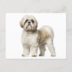 Shih Tzu Puppy Dog - Hallo, Liebe, Miss You Postkarte