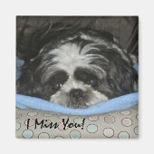 Shih Tzu Puppy Magnet - Bestellen wie besetzt oder (Vorne)