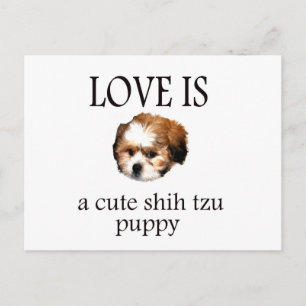 Shih Tzu Puppy Postkarte