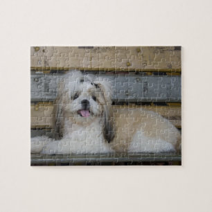 Shih Tzu Puzzle